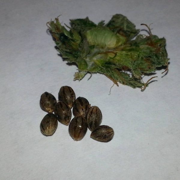 Pinkman Goo Seeds