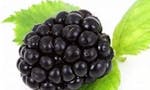 Ponca Thornless Blackberry Plants image