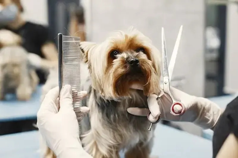 Dog Grooming Abu Dhabi | Mr Pets Care screenshot 1