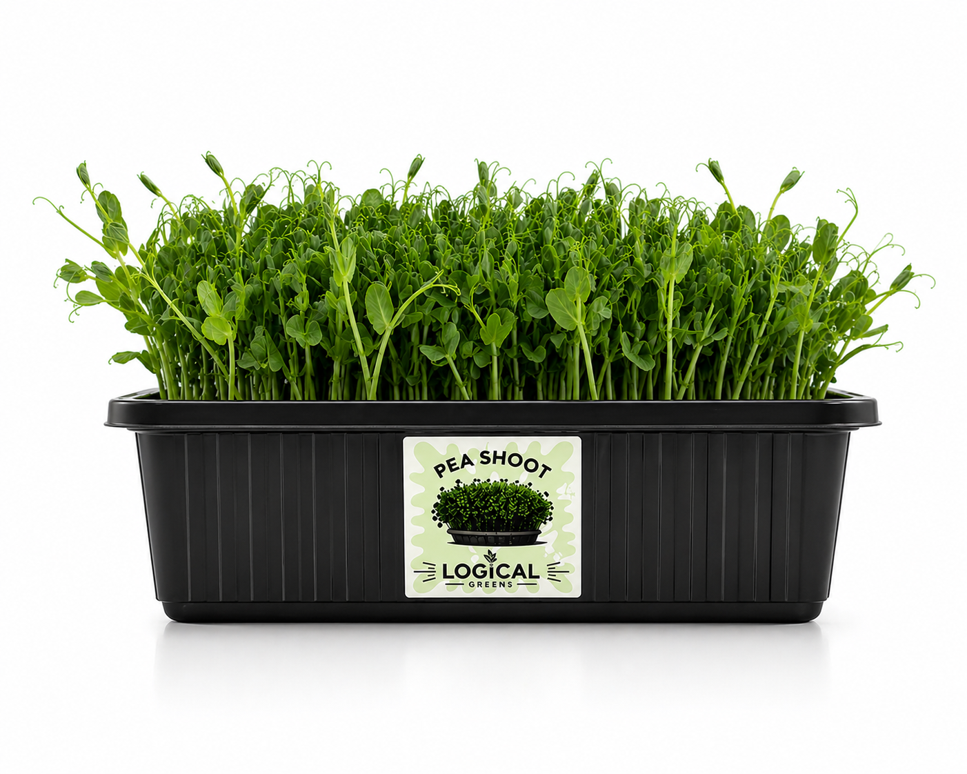 Pea Shoot Microgreens gallery image