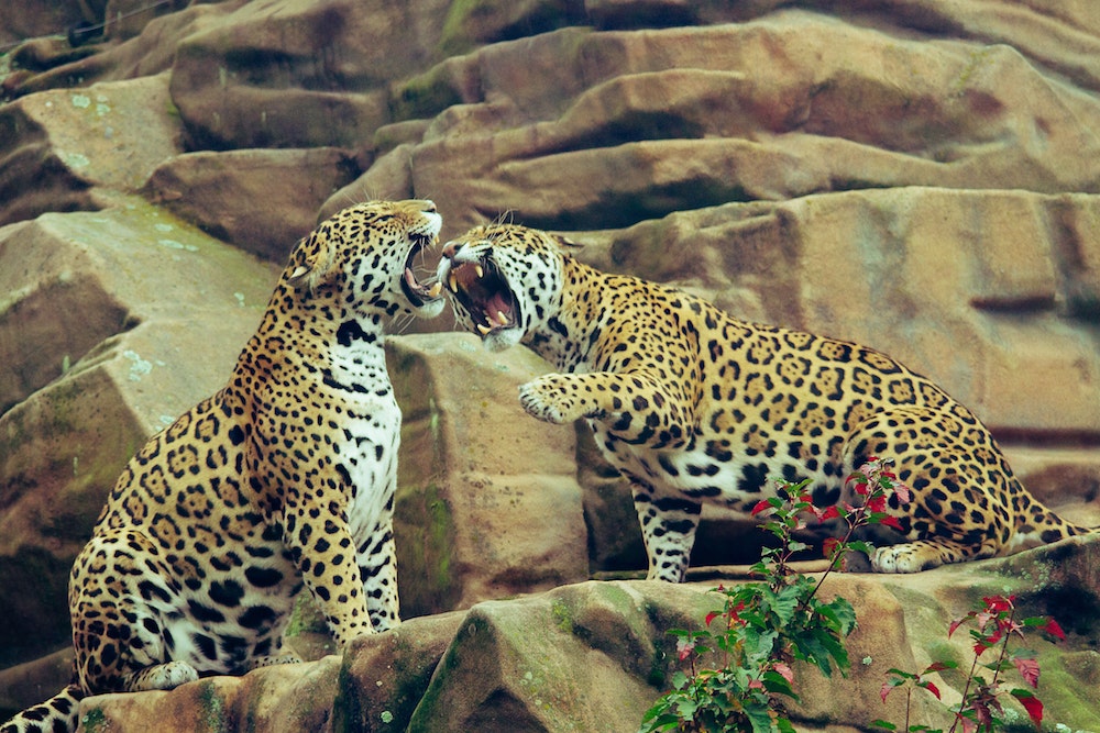 Jaguar gallery image