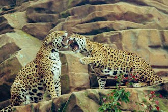 Jaguar gallery image