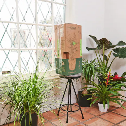 Lively Root gallery image