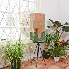 Lively Root gallery image