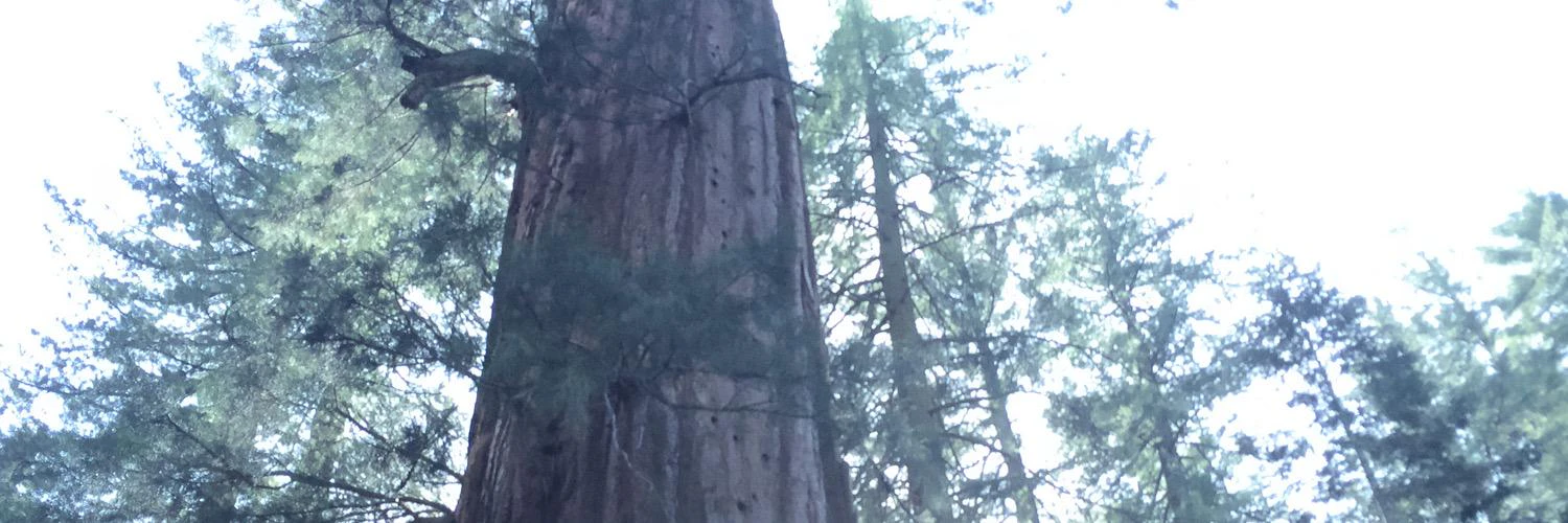 Philippe Humeau cover