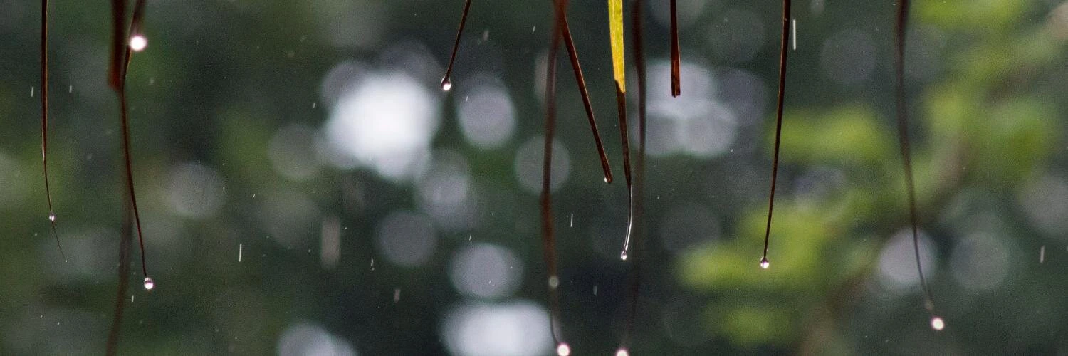 Prasad G (Prechu) cover