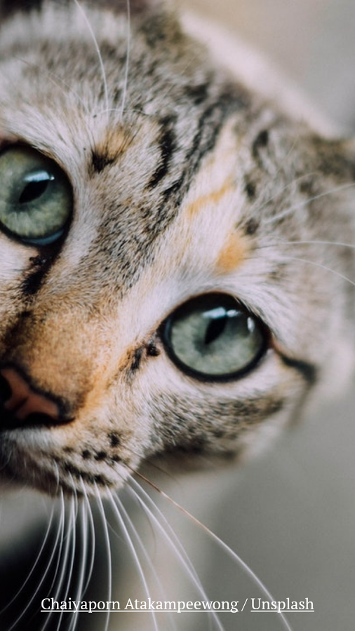 DailyKitten gallery image