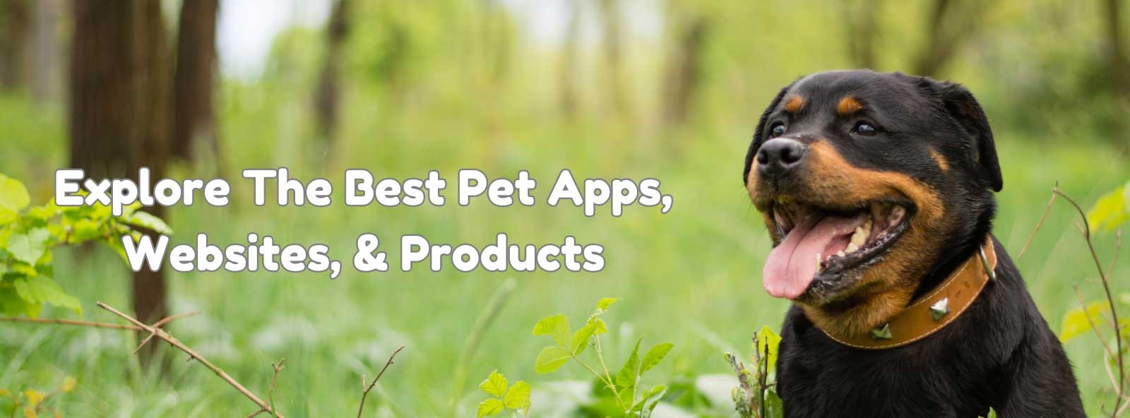 Pet Industry Visual Advertisement Portal media 3