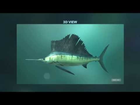 Amazing World Ocean gallery image