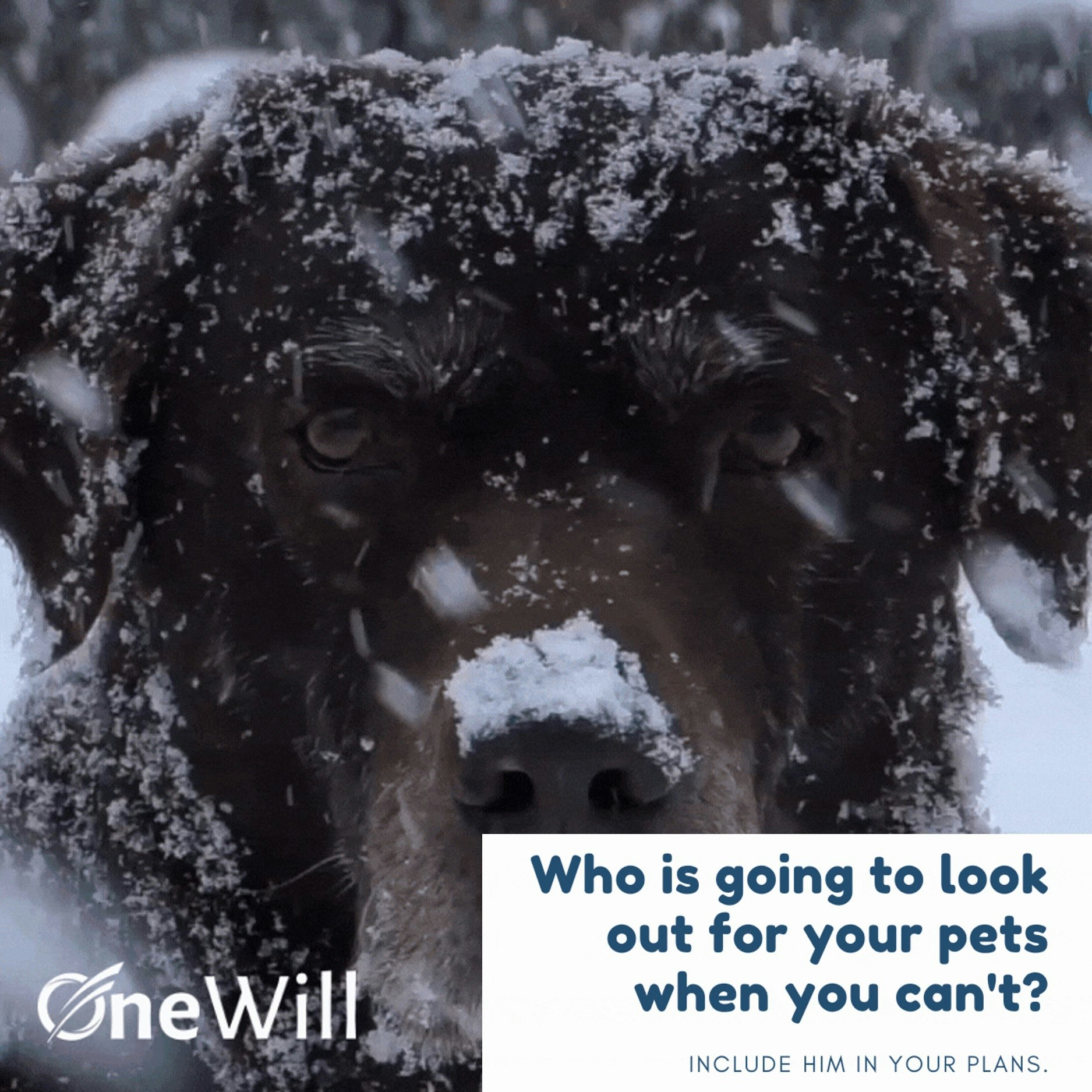 OneWill - forever affectionately remembered media 2