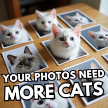 More Cats gallery image