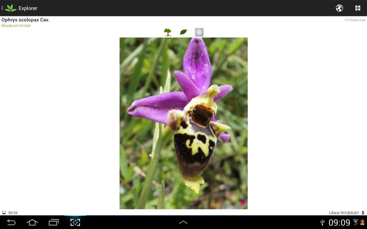 PlantNet gallery image