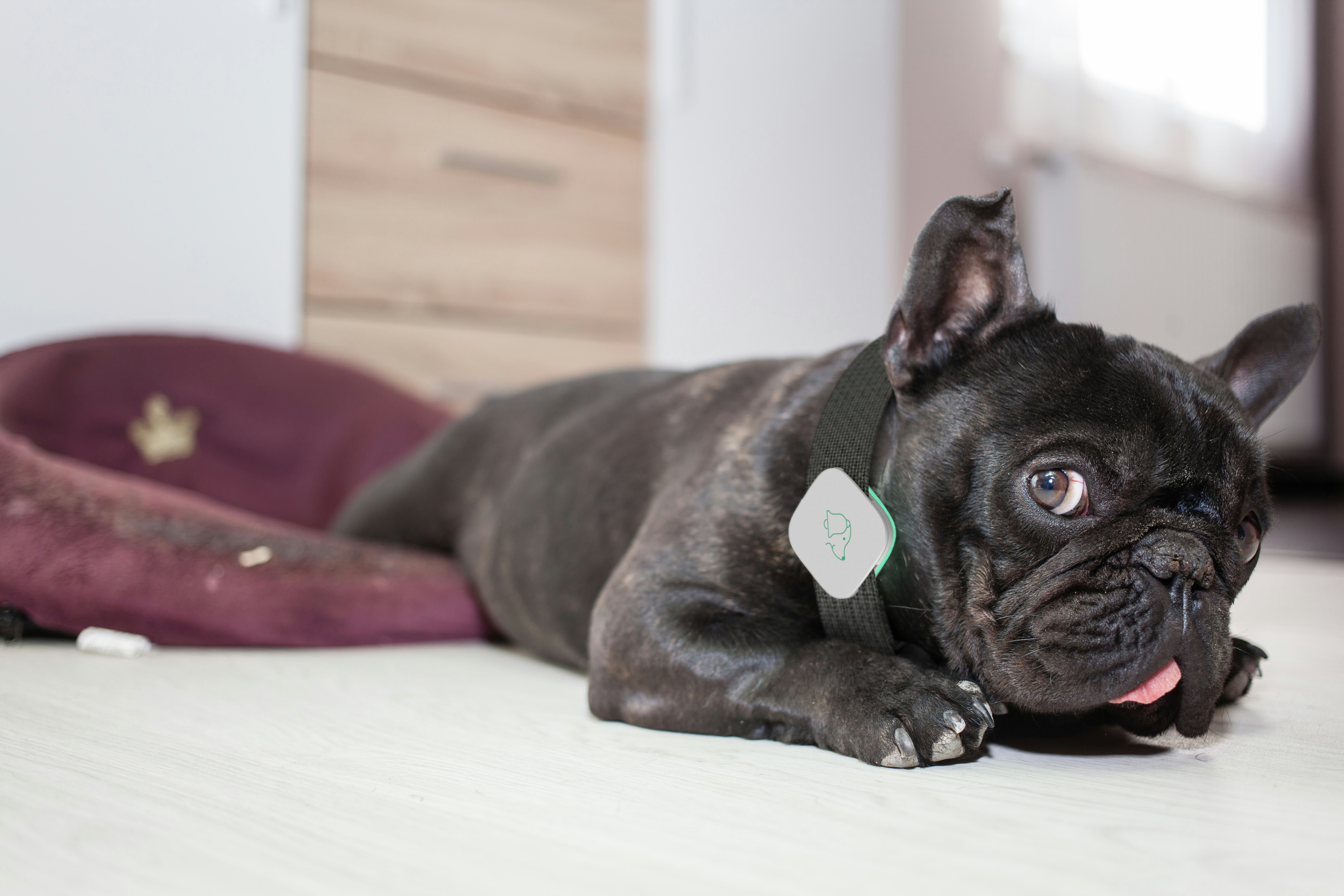 Pup•eeze gallery image