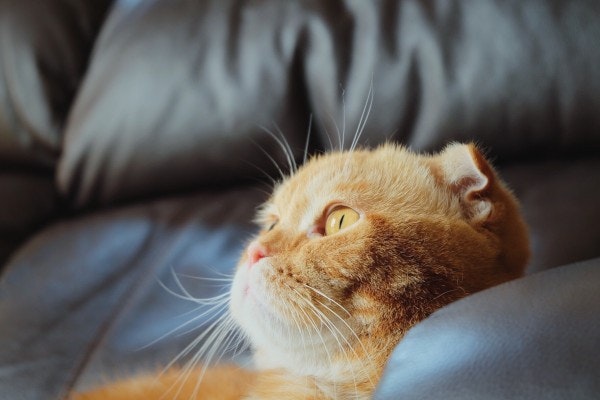 Scoopshot gallery image