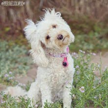 PoochPlay gallery image