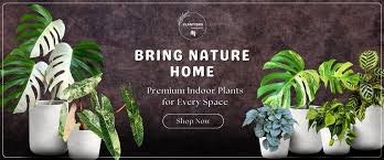 PlantVers Houseplants gallery image