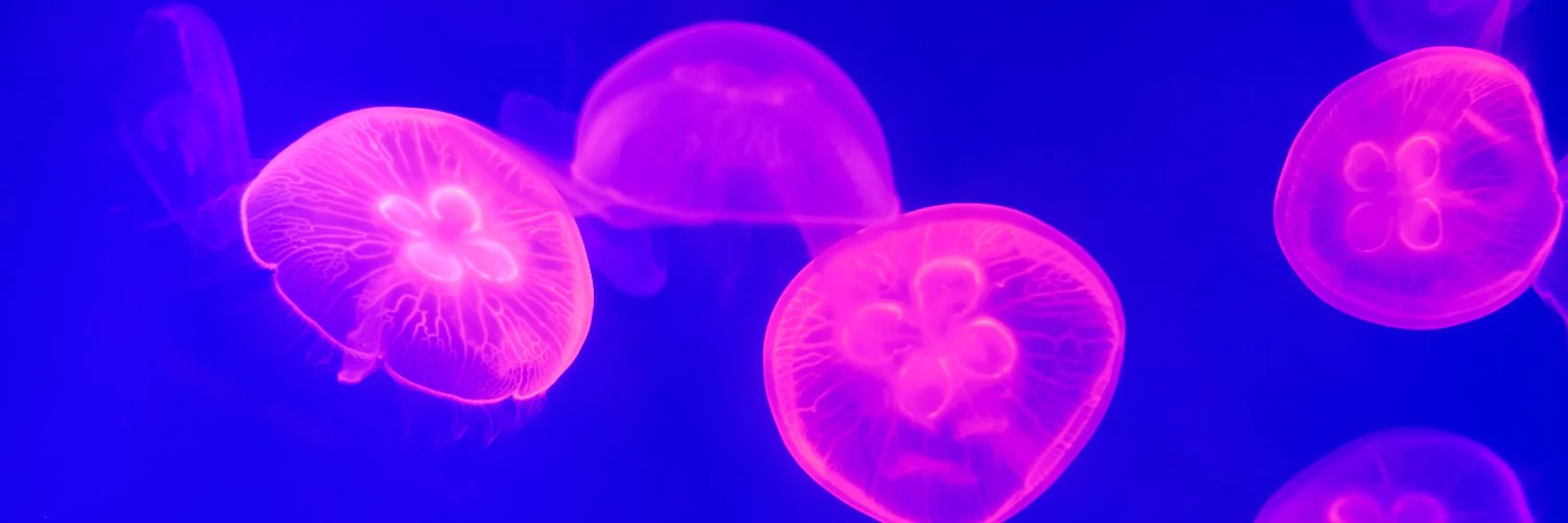 @worldwidewlad cover