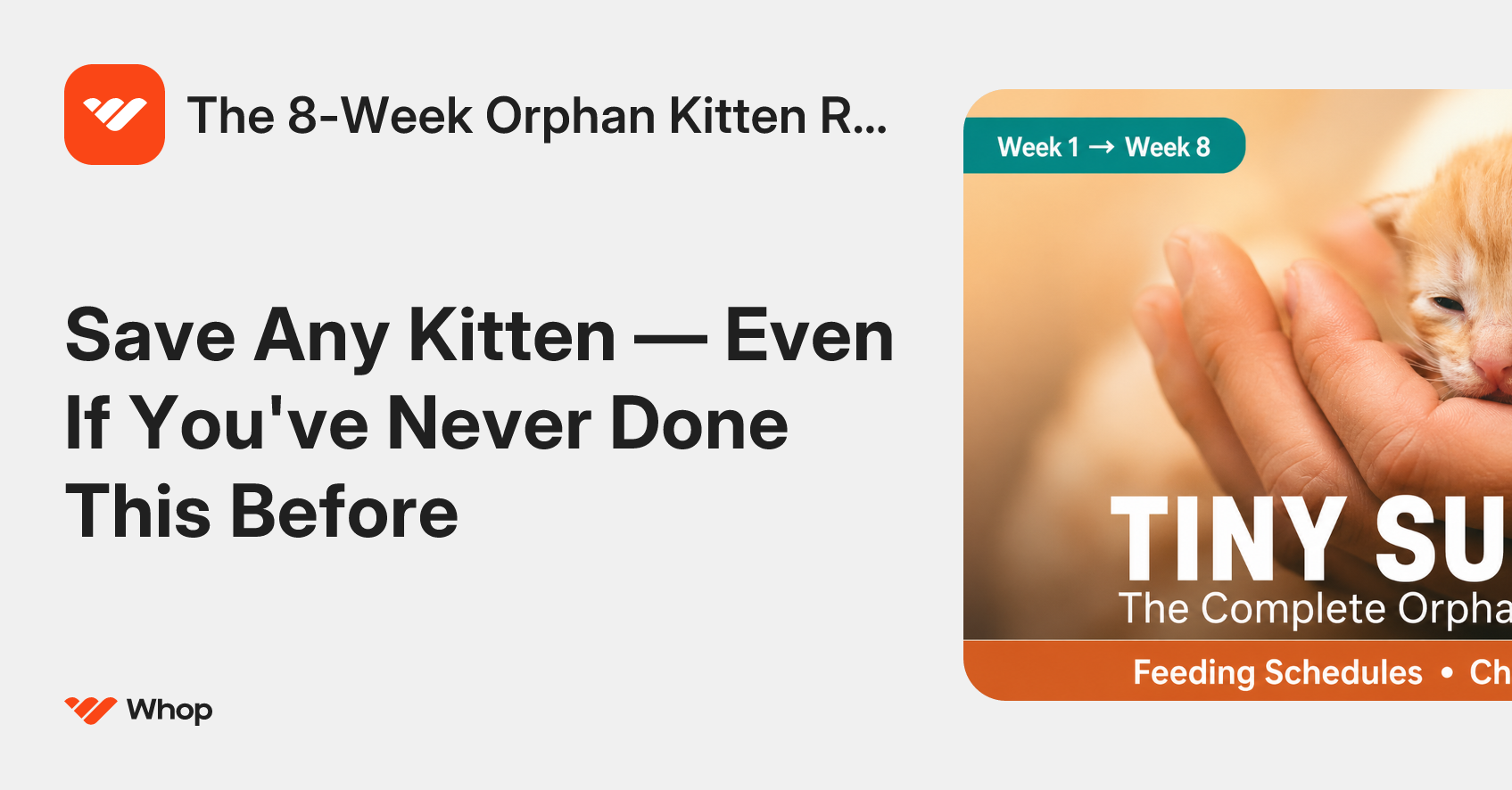 The 8-Week Orphan Kitten Rescue Guide gallery image