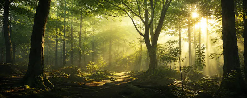 Tree Identifier screenshot 3