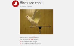 Birds are cool! media 2