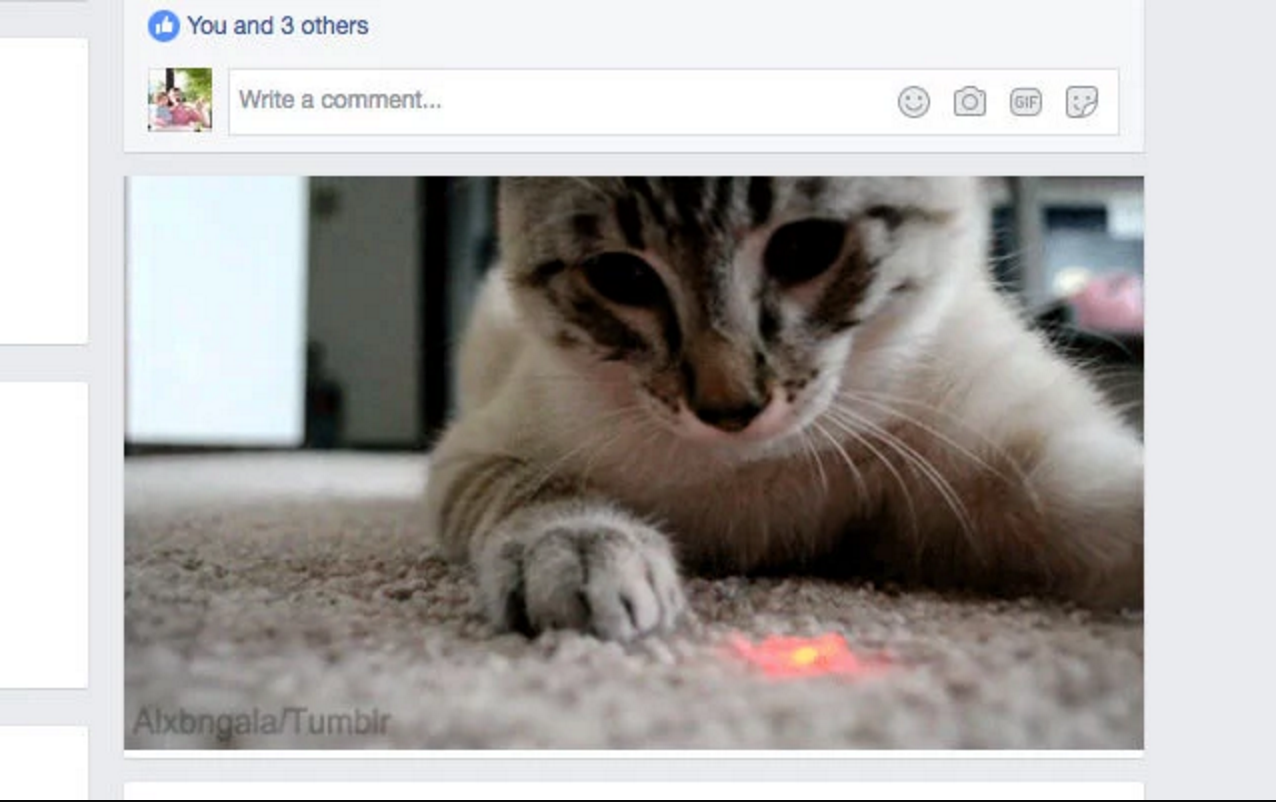 Better with Cats gallery image