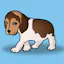 Beagli