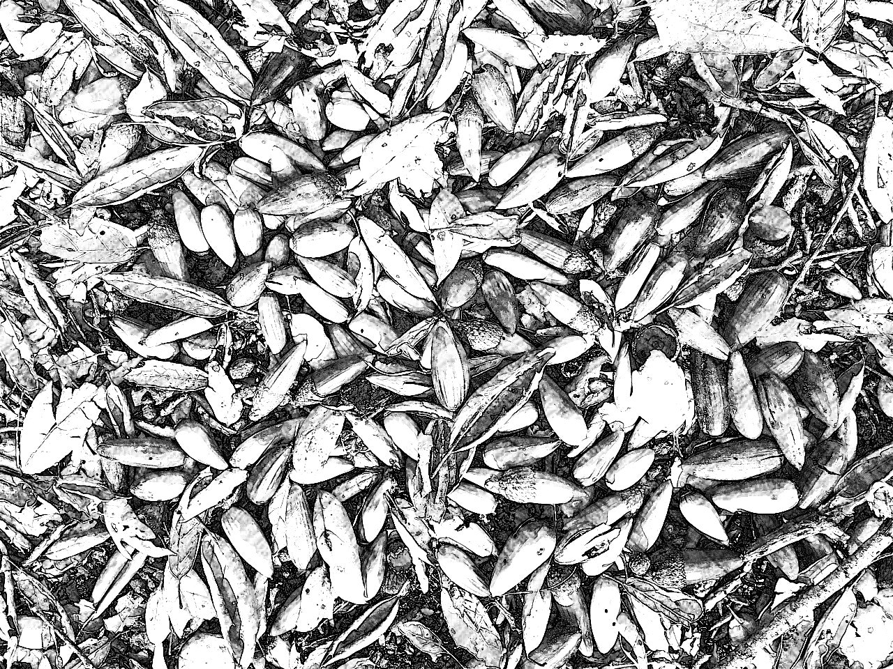 Essential Elements gallery image