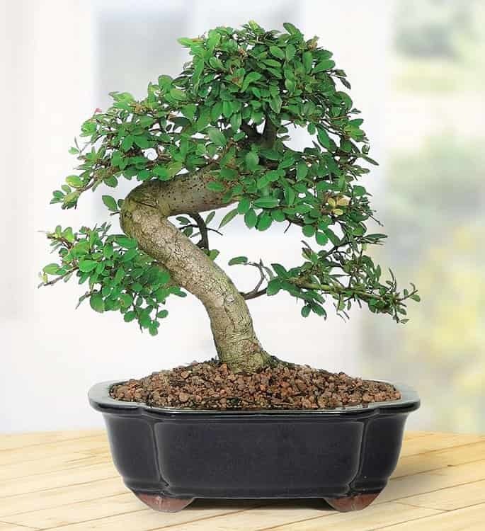 Chinese Elm Bonsai – Medium – Outdoor