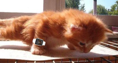 BodBot.com gallery image