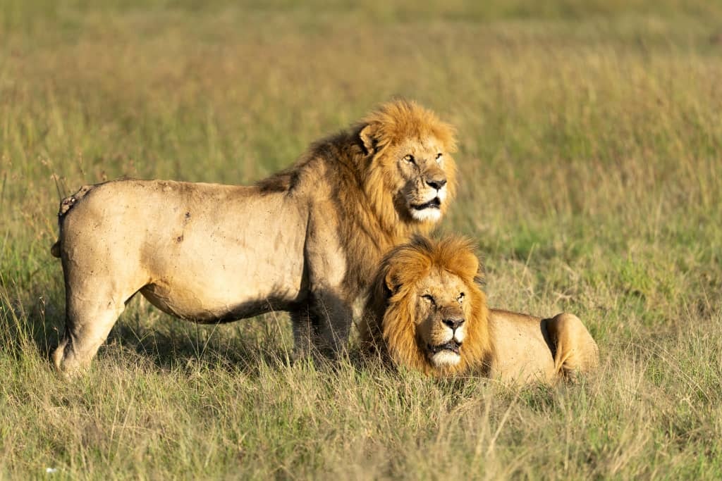 Africantrust Safari gallery image