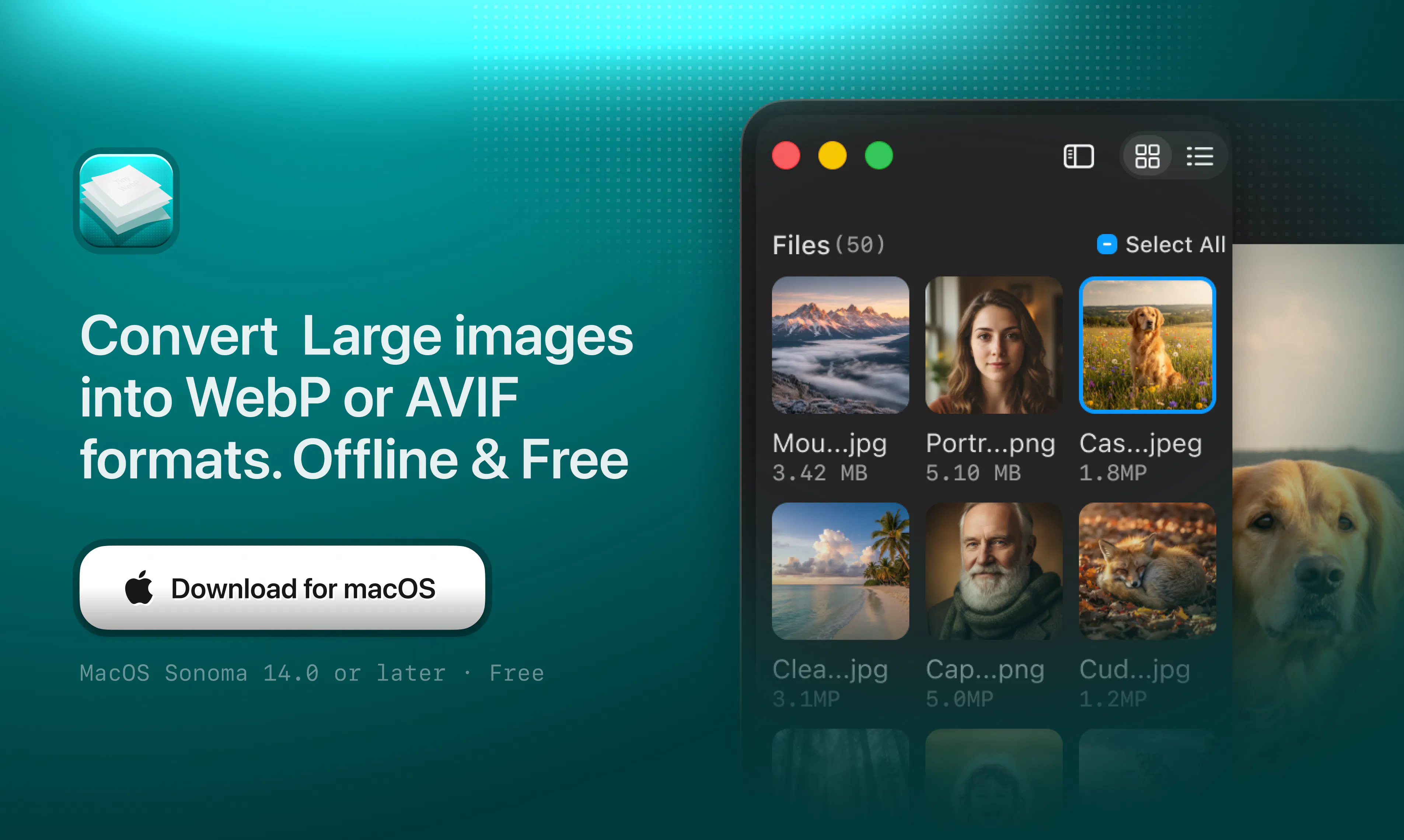 TinyWebP gallery image