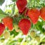Ozark Beauty Strawberry Plants for Sale