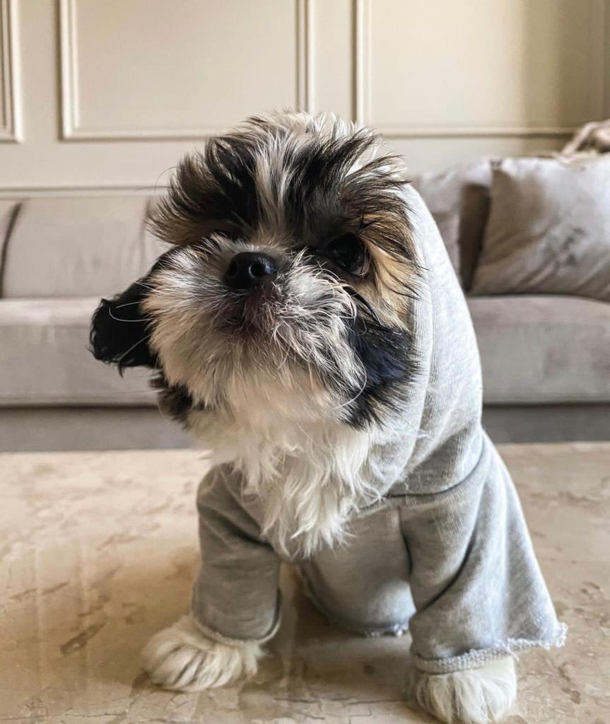 Full Moon Shih Tzus gallery image