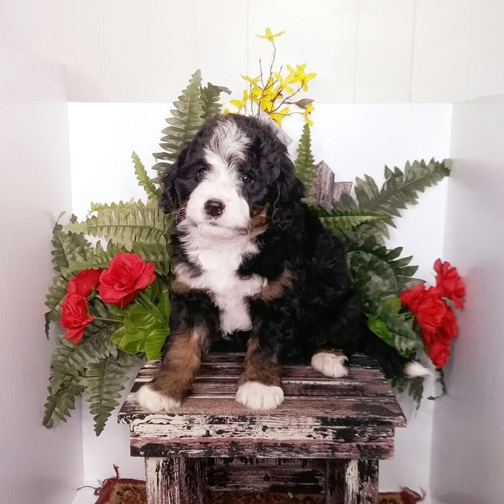 Michiana Bernedoodles