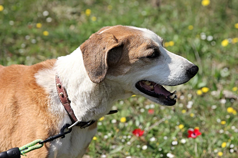 mydogwell.com screenshot 1