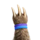 Pawvis