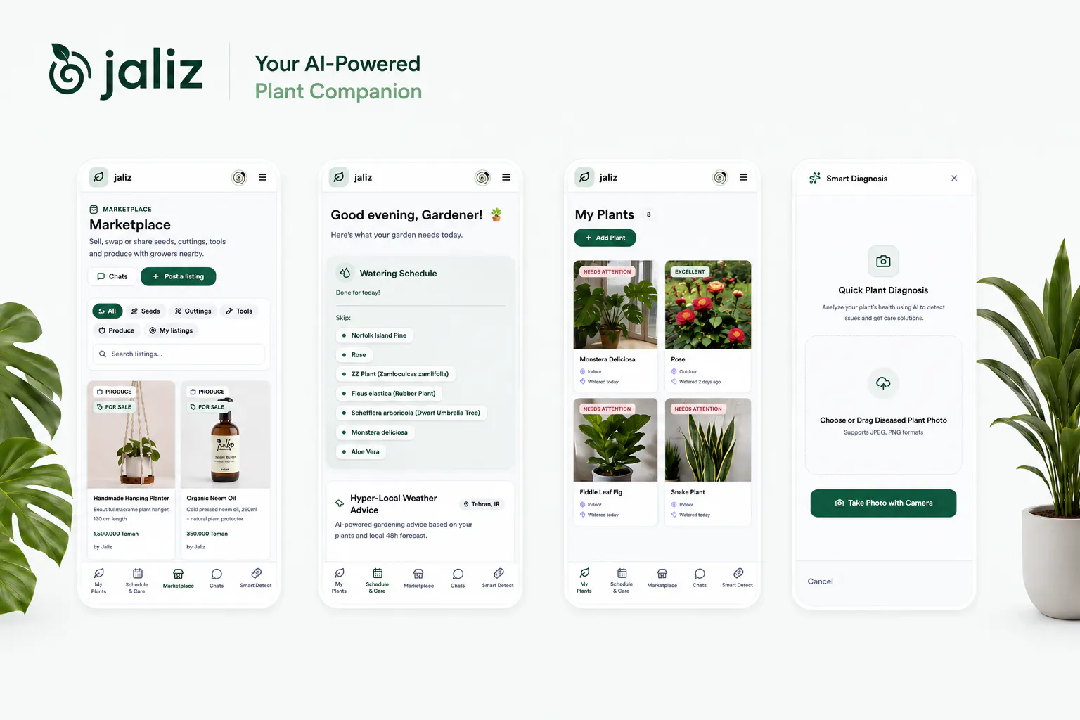Jaliz gallery image