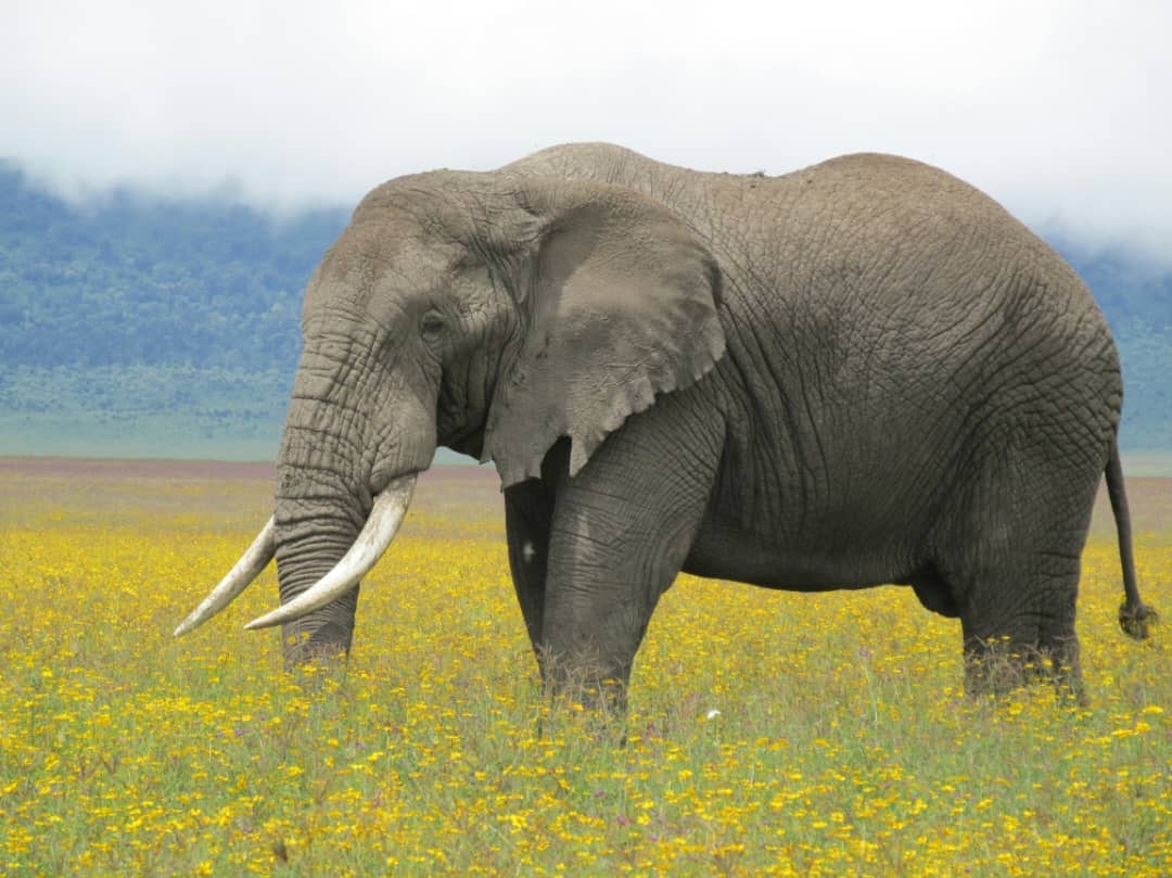 Africantrust Safari gallery image
