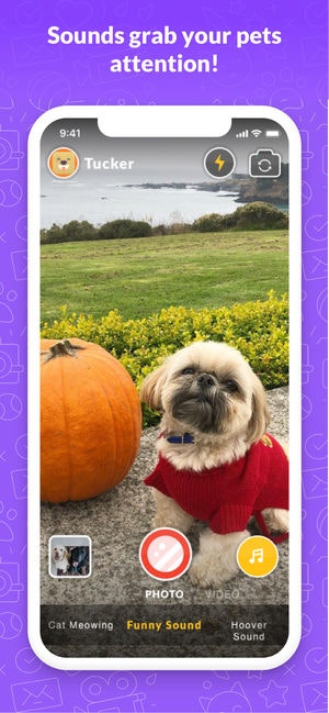 PetSelfie gallery image