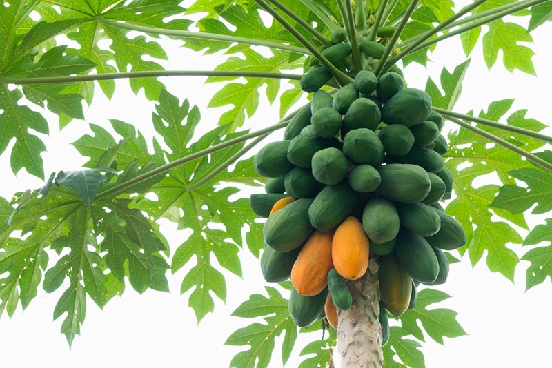 health benefits of papaya fruits