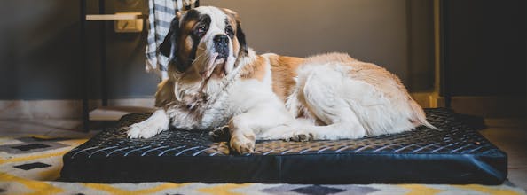 Pet Seating By Ariika gallery image