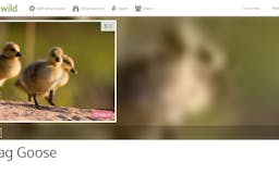 Spotwild.org - Help to protect our nature media 1