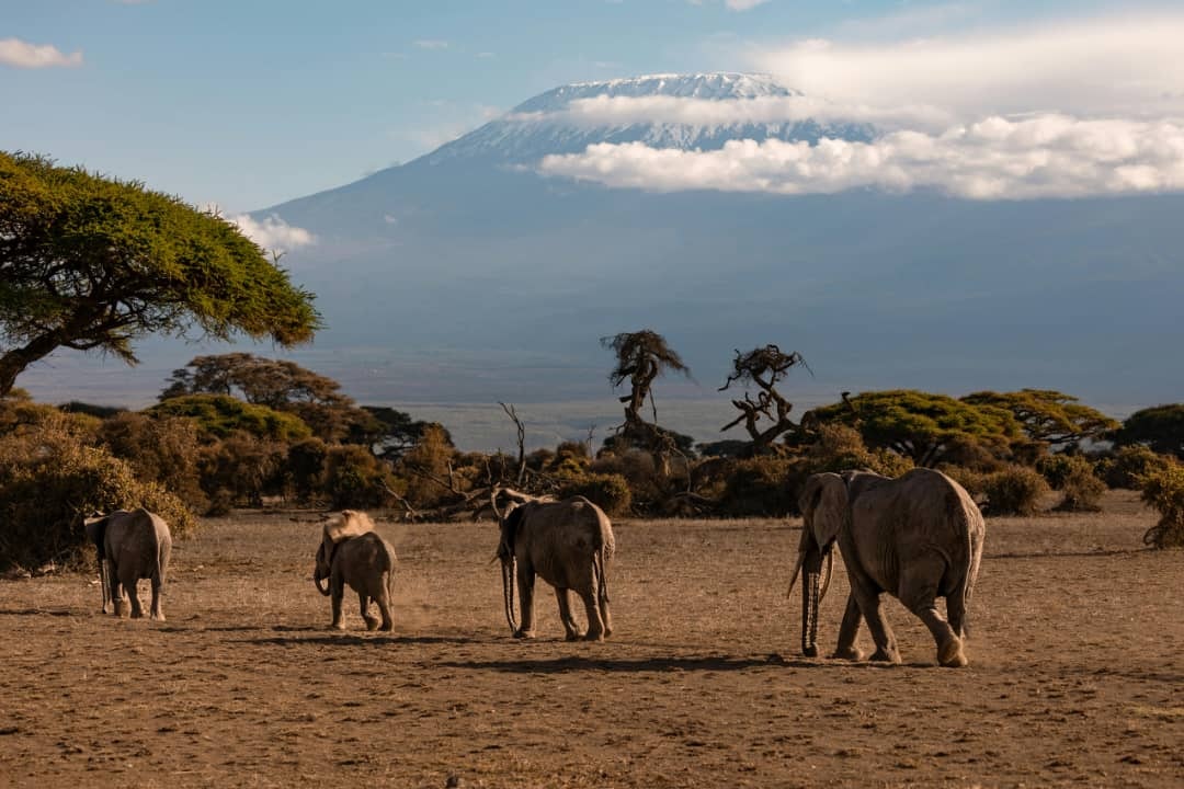 Africantrust Safari gallery image