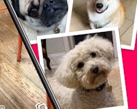 DogCam - Dog Selfie Camera media 2