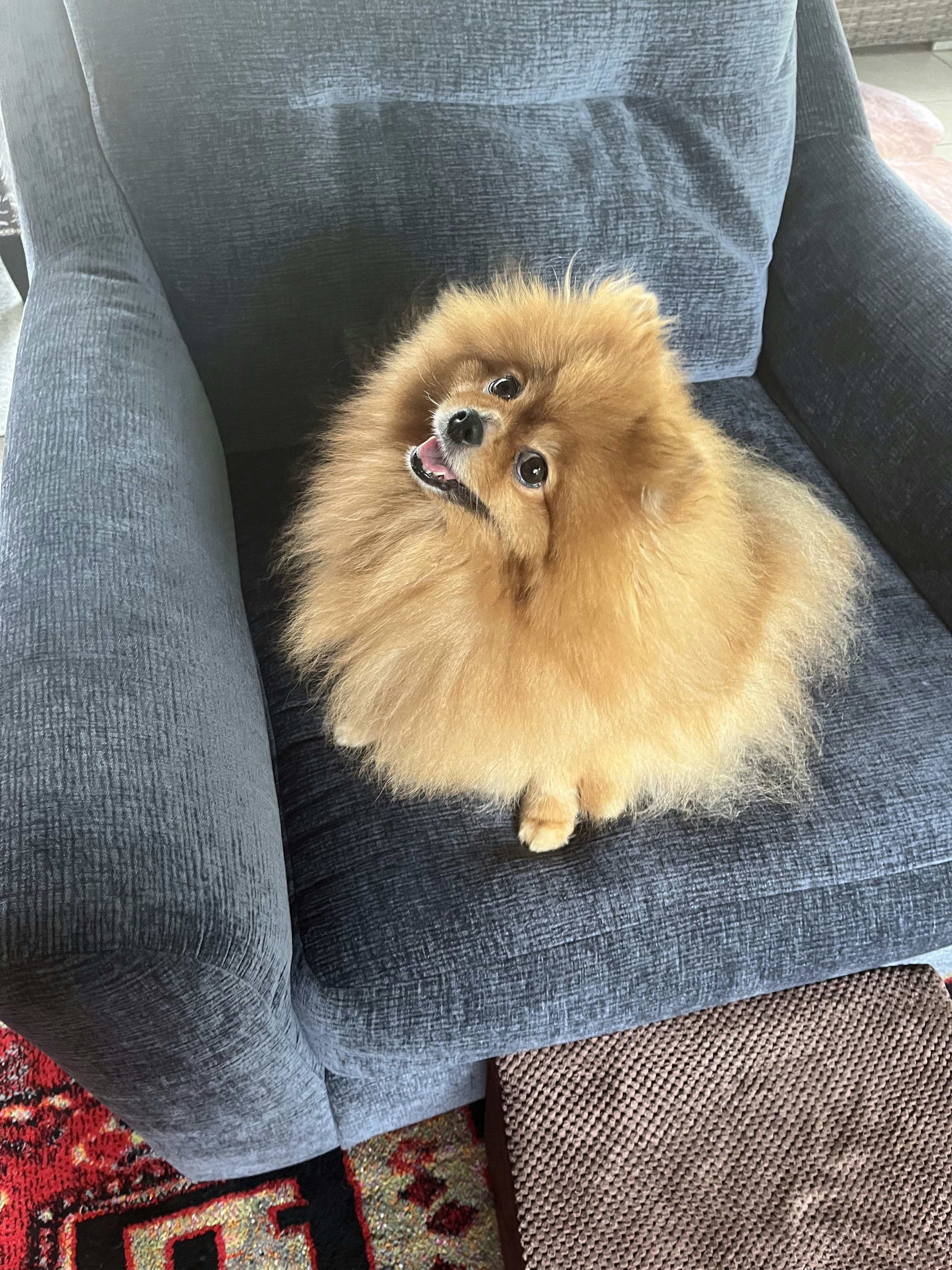 Companion — Pet Care gallery image