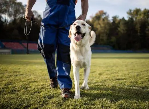 Dog Bite Safety for Veterinarians 