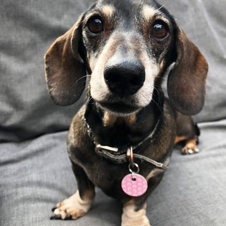 Scanapet gallery image