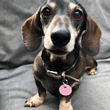 Scanapet gallery image