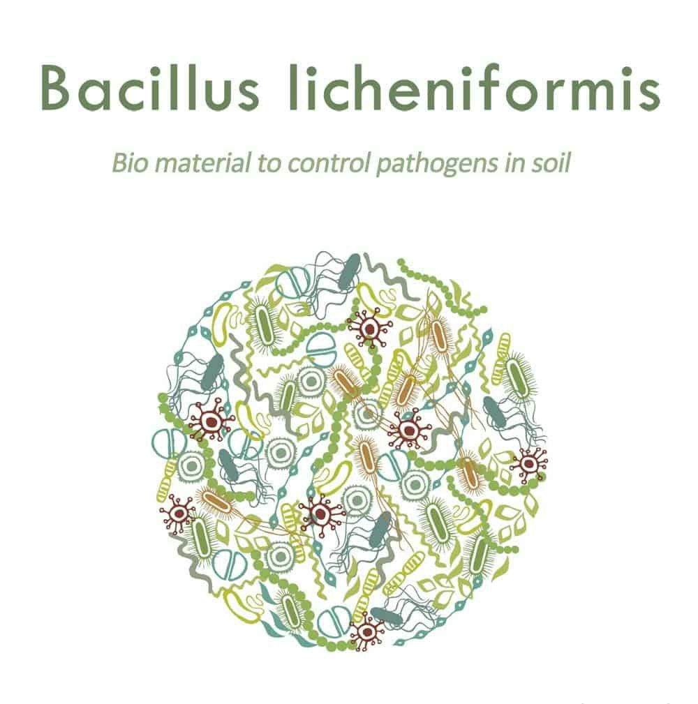 Dora Nemaxe gallery image