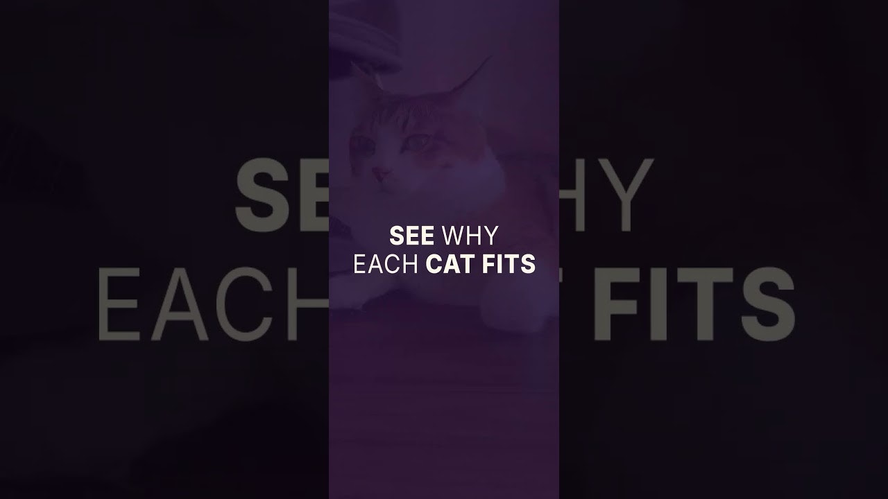 Feline Finder - When Adopting gallery image